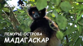 Мир Приключений - Лемуры Мадагаскара. Самый маленький лемур. Раномафана. Lemurs of Madagascar