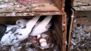 Ustad Kabootar Baaz Video-0211A Pakistan Salaray Pigeons