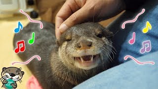 だ、駄目だ、飼い主が魂を持って行かれるビンゴのカワウソ鳴き(Otter Bingo's squeak noise would always melts our heart)