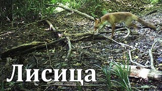 Лисица