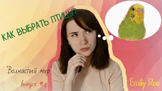 Как выбрать волнистого попугая? #Волнистый #попугай #уроки по уходу и содержанию