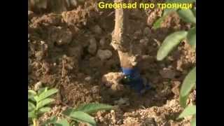 Правильная прививка роз. Учимся прививать розы.