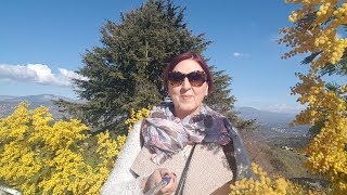 Цветение мимозы, дикого миндаля и камелии. Прованс, Юг Франции.