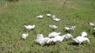 Гуси пасутся на зеленом лугу