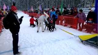 Гонки на собачьих упряжках «Алтын Чана 2013» - 2