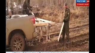 Собака напала на человека и чуть не разорвала его на части,  Вести Иркутск  360p