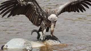 Vulture Sounds and Pictures