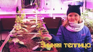 проект зимняя теплица. Обзор зимней теплицы.