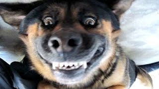 Morsomme hunder bjeffer - en morsom hund bjeffer videoer. Kompilering