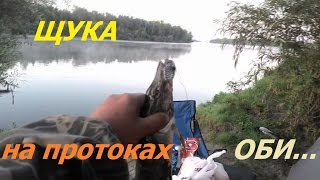 Проба пера, рыбалка на щуку на протоке Оби Луговая 4-5 августа 2016г.