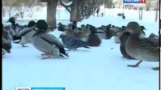 Зимовка уток у Диорамы (ГТРК Вятка)
