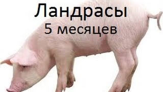 Порода свиней Ландрас 5 месяцев