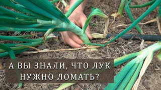Вы удивитесь когда узнаете что будет если сломать лук!