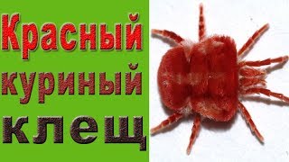 Клещи у кур.  Красный куриный клещ.