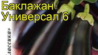Баклажан Универсал 6. Краткий обзор, описание характеристик, где купить семена solanum melongena