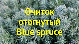 Очиток отогнутый Бллю спрусе. Краткий обзор, описание характеристик sedum reflexum Blue spruce