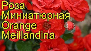 Роза миниатюрная Оранж Мейландина. Краткий обзор, описание характеристик Orange Meillandina