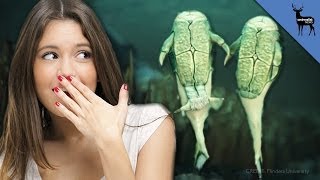 Which Animals Had Sex First?