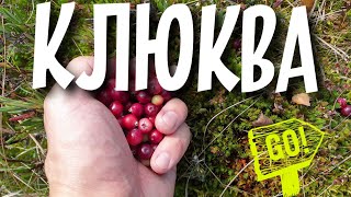Польза от клюквы