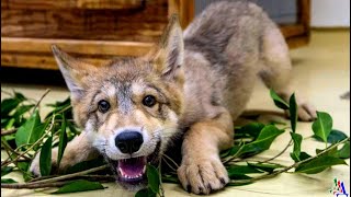 Однажды собака привела  во двор к деду ВОЛЧОНКА – теперь у неё есть друг