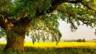 Якуб Колас "У старых дубах"