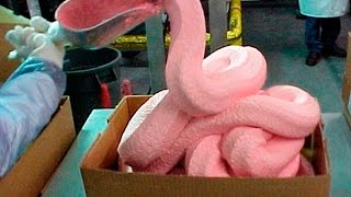 Самые ужасные находки в гамбургерах Макдональдс - Шок, ужас - Вся правда о Макдональдс без прикрас
