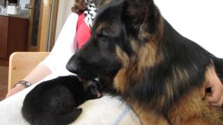 Altdeutscher Schäferhund vom Schaumburg-Castle - bei der Welpenpflege