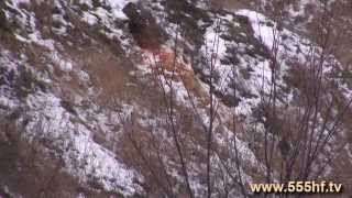 Охота на лис с норными собаками. Часть 2. С Олегом Терентьевым.