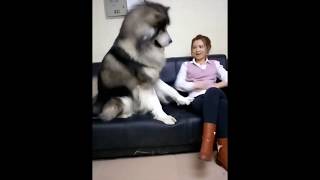 Pervert Giant Alaskan Malamute