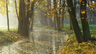 Осенний релакс Музыка дождя Звуки природы Autumn relaxation Music of the rain Sounds of nature