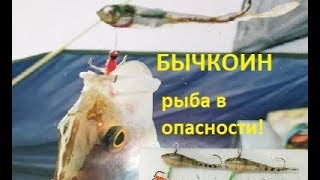 Бычкоин - наша новая приманка!