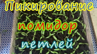 Пикирование помидор петлей