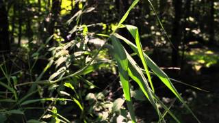 Eckhardt Günther - Trio for Flute, Oboe & Clarinet, op. 57 - First Movement (Bubbling Bumblebees)