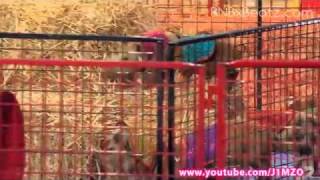 Australia's Got Talent 2011 - Noah's Thoroughbred Racing Pigs