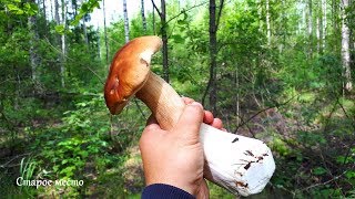 ЗА ГРИБАМИ В ЗМЕИНЫЙ ЛЕС!Грибы 2019