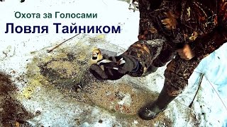 Охота за Голосами - Ловля Тайником, Дубонос ,Московка и тд