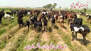91 | AMRATSARI  NAGRA BEETAL  BREED BAKRA MAND MILKING BAKRIYAAN 2019