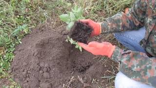 Посадка ежевики в открытый грунт (сорт Натчез)