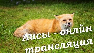 Лисий стрим. Онлайн трансляция ЛИС 24/7 (Fox Online)