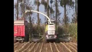 CLAAS JAGUAR 970 V8 ORBIS 900