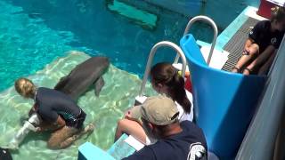Cami Training Winter the Dolphin