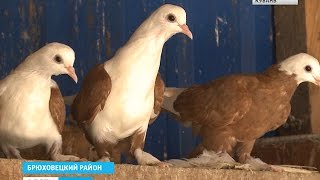 Впечатляющую коллекцию птиц собрал житель Брюховецкого района
