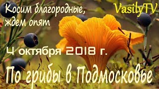 По грибы в Подмосковье 4 октября 2018 г. Косим благородные, ждем опят