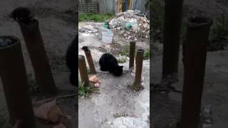 Как кормить кота. Кот съел палку колбасы. Дым за кадром!!! How to feed a cat. Smoke-overs !!!