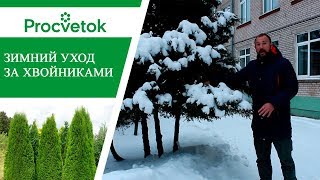 Уход за хвойными растениями зимой - залог хорошего декоративного вида растений.