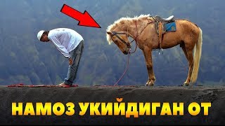 МАНА АЛЛОХНИНГ МУЖИЗАСИ ЭГАСИ БИЛАН НАМОЗ УҚИЙДИГАН ОТ