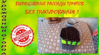 ВЫРАЩИВАНИЕ РАССАДЫ ТОМАТОВ БЕЗ ПИКИРОВАНИЯ!!!ОТЛИЧНЫЙ СПОСОБ!!!