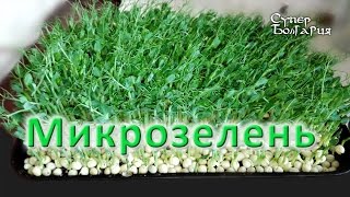 Микрозелень (Microgreens). Выращивание микрозелени. Природное земледелие