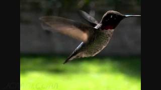 Slow motion male Anna's Hummingbird cool twist fly-off 300fps(trimmed) V09077