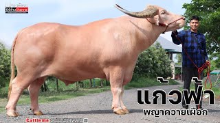 Ep.72แก้วฟ้า พญาควายเผือก และพูดคุยกันเต็มอิ่มที่สอนศิริฟาร์ม ปราจีนบุรี 061-2871545 #นายฮ้อย100ล้าน